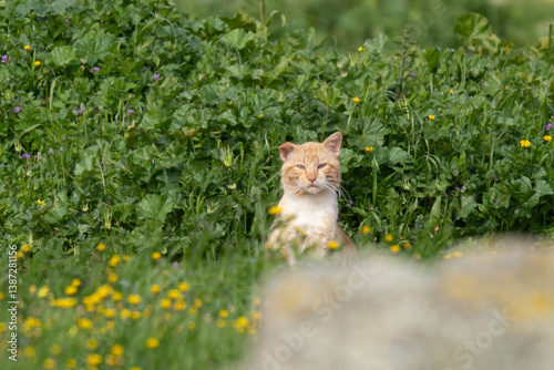 Orange domestic cat stalking birds from a bush