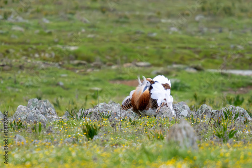 Balloon display of a great bustard in a pasture steppe