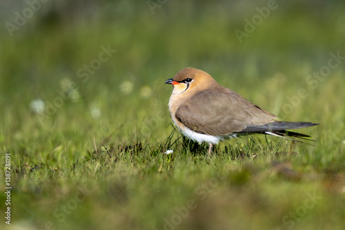 Side view of a collared pratincole sitting on the grass with defocused background