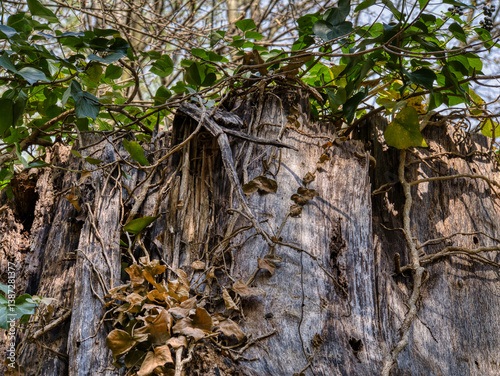 Verwittertes Altholz mit natürlichen Strukturen und Löchern.Detailaufnahme eines alten, verwitterten Baumstamms mit markanter Maserung, Löchern und Rindengewebe – ein faszinierendes Naturmuster 