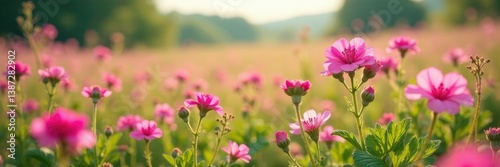 Pink geranium flowers in a field of wildflowers, pink, botanical, landscape