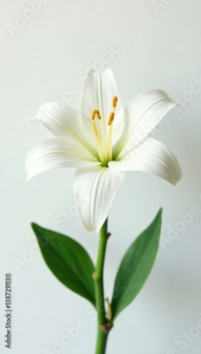 White Lilium flower on a pure white background, white flowers, spring flowers