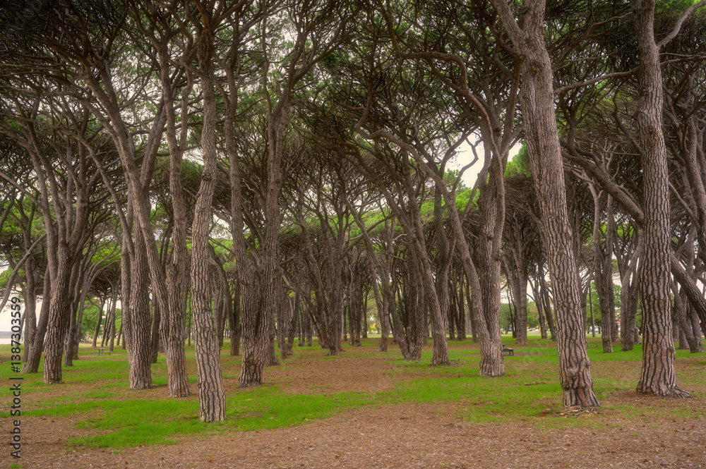 Obraz premium Background texture of fresh green and trees of a local public park in the morning sunlight, Australia