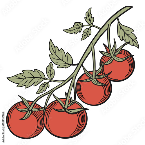 A bunch of ripe juicy red tomatoes on the vine isolated against a transparent background 