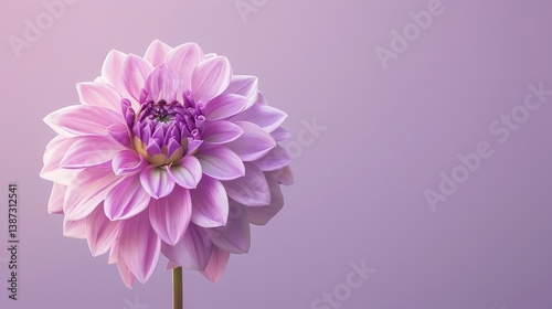 A beautiful pink dahlia flower in full bloom against a soft pink background.
