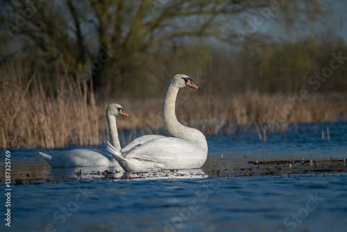 Fototapeta Naklejka Na Ścianę i Meble -  swans on the lake