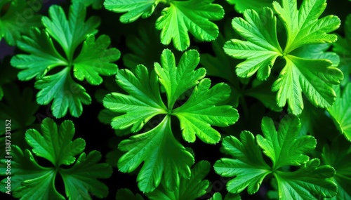 Intricate parsley leaf pattern, vibrant green hues , isolated, herb