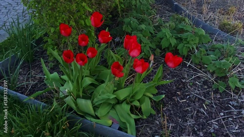 Decorative flowers. Red tulips on the sidewalk in a flowerbed, swaying in the wind