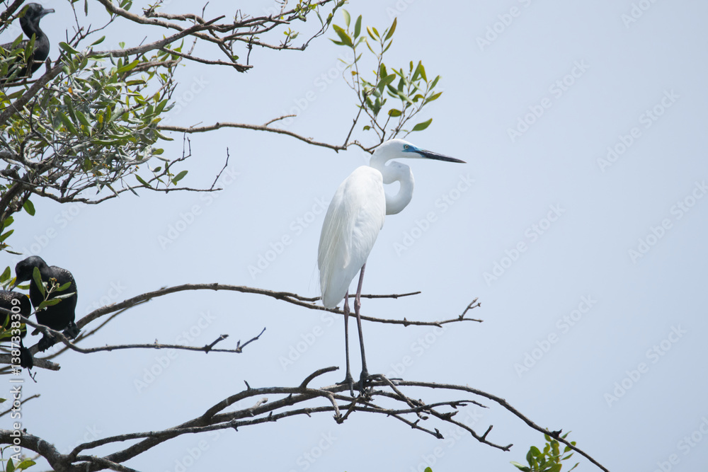 Great Egret is perched on a tree in an Indonesian national park, Great Egret is dancing Great Egret is perched on a tree in an Indonesian national park, Great Egret is dancing