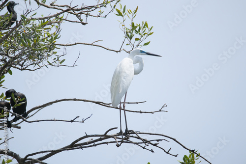 Great Egret is perched on a tree in an Indonesian national park, Great Egret is dancing