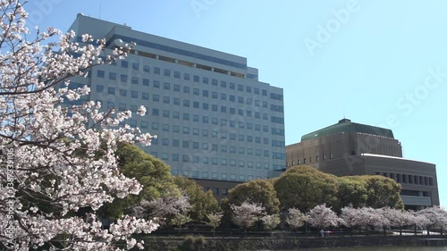 佐賀県庁と満開の桜並木　フィックス