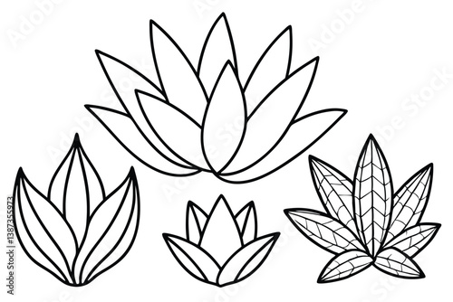 haworthia leaf line art illustration detailed minimalist nature drawing  