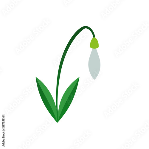 snowdrops isolated on white background