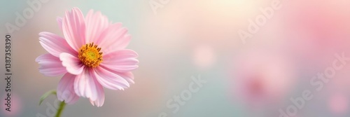 Single flower against a soft pastel background, soothing, serene