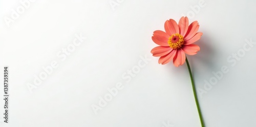 Single flower with long stem on a white background, flowers, stem