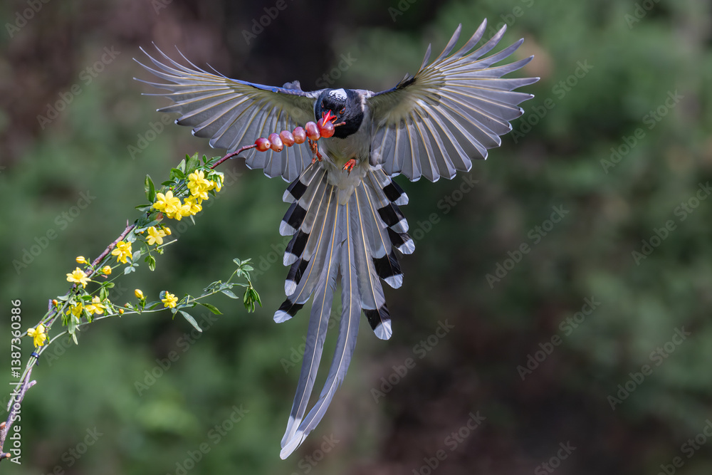 Naklejka premium hummingbird and flower