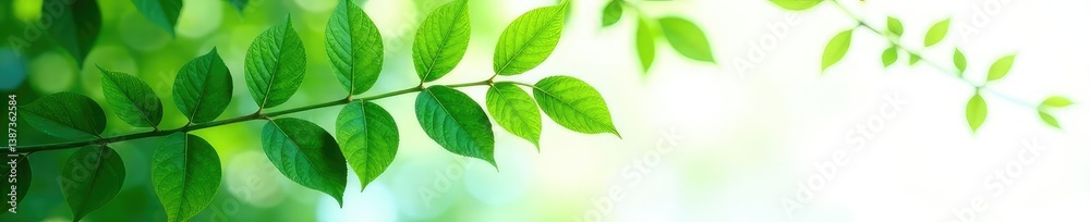 Fototapeta premium Foliage in shades of green on white background, leaves, botanical, green