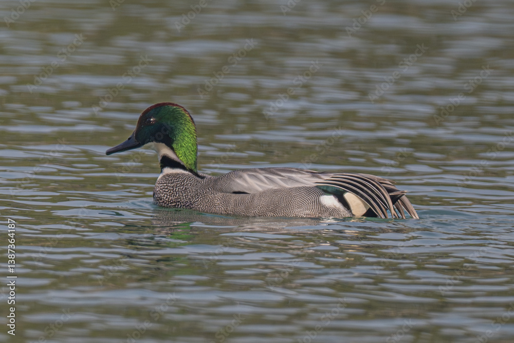 Fototapeta premium duck in the water