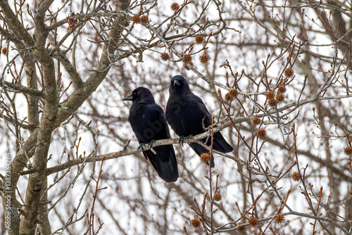 crow on a tree