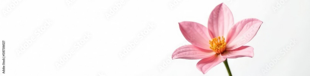 Flower with delicate petals against a plain white, petal, floral, isolation Flower with delicate petals against a plain white, petal, floral, isolation