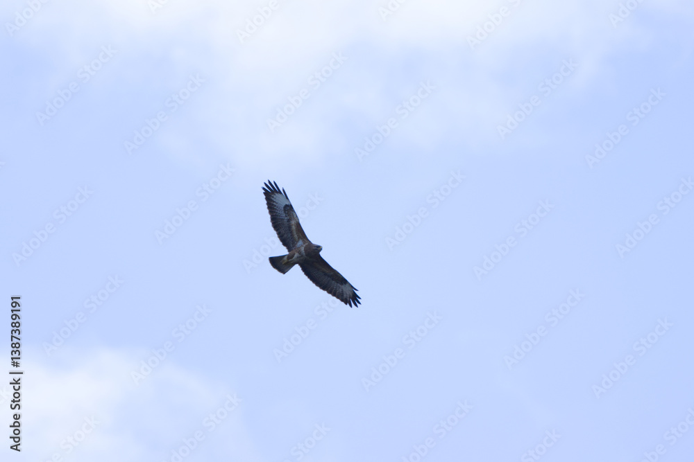 buzzard in the cloudy sky, buzzard with spread wings, gray clouds and blue sky in the background, bird of prey before a thunderstorm, Buteo buteo buzzard in the cloudy sky, buzzard with spread wings, gray clouds and blue sky in the background, bird of prey before a thunderstorm, Buteo buteo