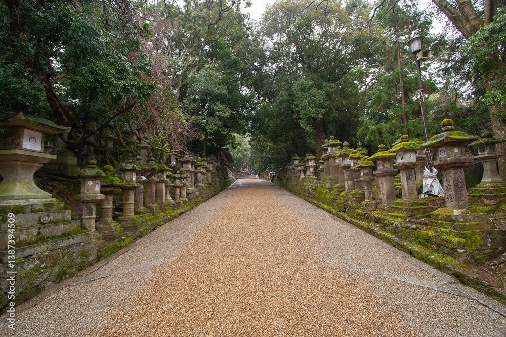 Sacred Path Lined with Ancient Stone Lanterns in Forest Shrine Sacred Path Lined with Ancient Stone Lanterns in Forest Shrine