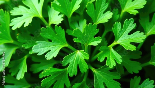 Fresh parsley leaves arranged in a decorative pattern , garnish, agriculture, plant