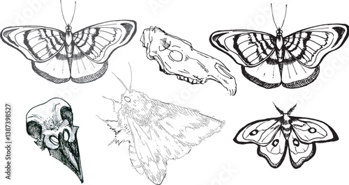 Set line art drawing clipart halloween holiday party invitation. Witch minimalistic items icons horse skull butterfy moth magic theme design elements Gothic realistic cartoon style hand drawing ink
