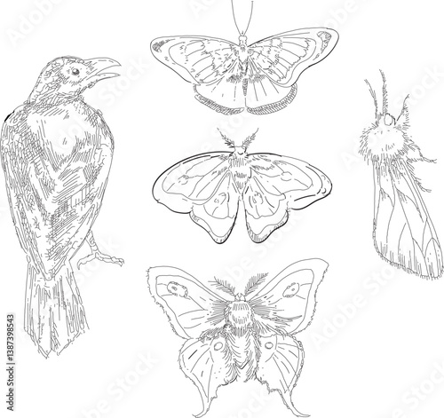 Animal set doodle sketch line art drawing clipart halloween holiday party Witch item minimalistic icon raven bird butterfly moth crow gothic design elements thin contour silhouette outline insect ink