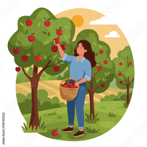 Woman harvesting apples in an orchard during autumn  