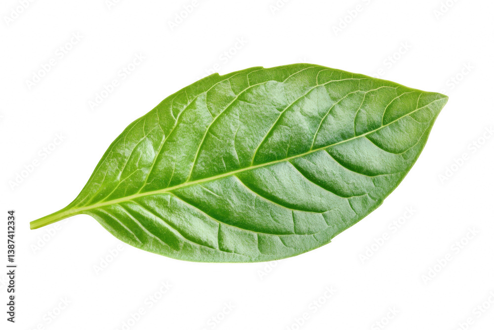 Fototapeta premium Fresh green basil leaf detail nature culinary food photography