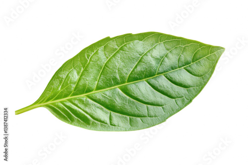 Fresh green basil leaf detail nature culinary food photography