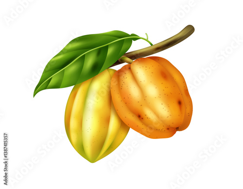 Cocoa fruits