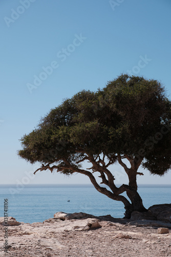 Lonely tree on the beach