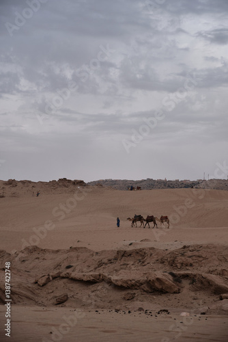 Camels in the dunes