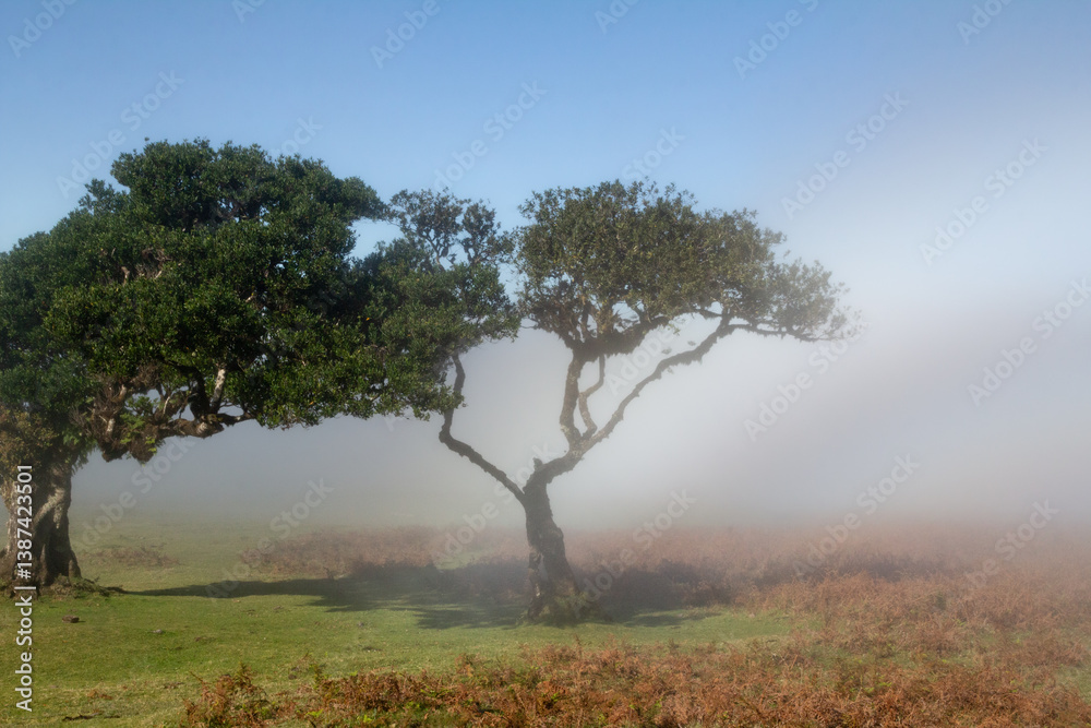 Tall trees rising from the mist surrounding Fanal Pond, their branches reaching through the soft clouds. Tall trees rising from the mist surrounding Fanal Pond, their branches reaching through the soft clouds.