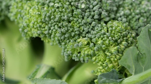 Rotating Close-Up of Fresh Green Broccoli. Detailed Macro Footage Perfect for Healthy Food, Organic Farming, or Plant-Based Cooking Themes