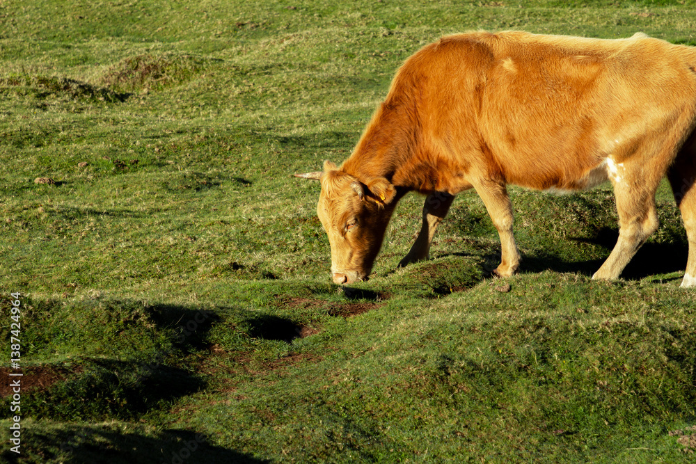 A ginger-colored cow grazing on the lush grass near Fanal Pond in Madeira. The vibrant green grass contrasts with the warm, ginger coat of the cow A ginger-colored cow grazing on the lush grass near Fanal Pond in Madeira. The vibrant green grass contrasts with the warm, ginger coat of the cow