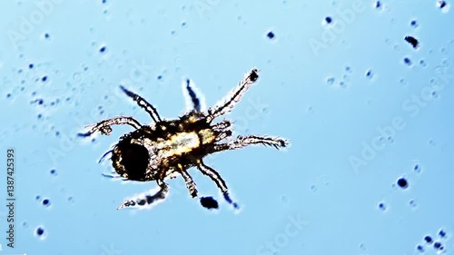 A tick under a microscope