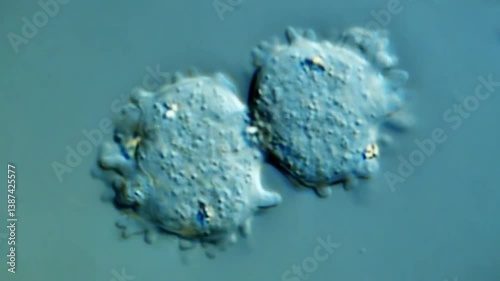 Microorganisms under the microscope photo
