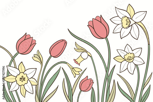 vector illustration of tulips