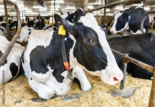 Bild auf Leinwand Vache laitière reposant sur le sol dans un bâtiment