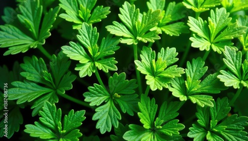 Intricate parsley leaf arrangement creates a repeating, organic design , closeup, parsley, foliage