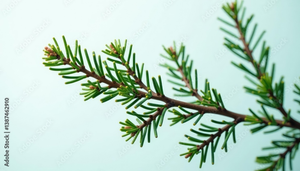 Naklejka premium White spruce branch with intricate details exposed against a simple background, branch, spruce tree, evergreen