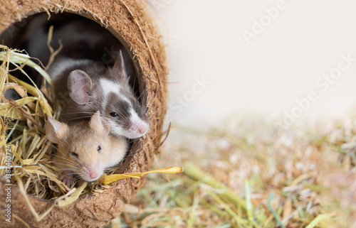 Two little satin mice sit in a coconut house with straw. Couple, love, rodent reproduction. Animal for research, experiments, field pest, pet, pet shop, animal care