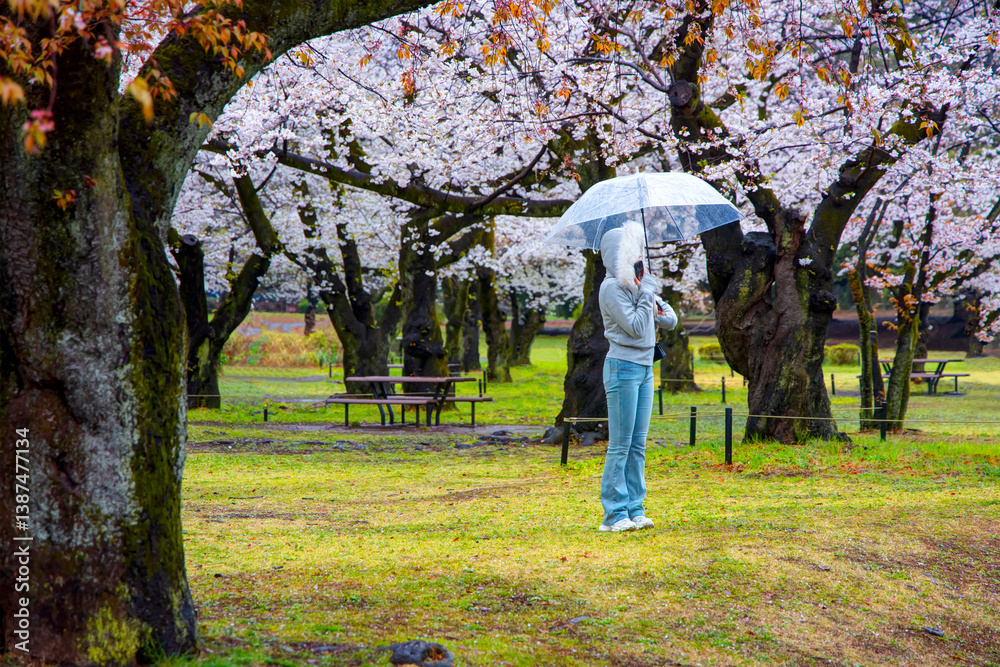 Fototapeta premium A beautiful Japanese woman is standing in a sakura tree garden with an umbrella in her hand - Tokyo, Japan