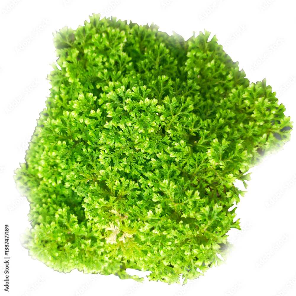 Obraz premium Miniature Fern Plant with Lush Green Foliage