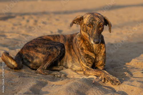 Indian pariah or Indie stray dog of golden color. This local breed of dogs are very loyal and suited to environment of Indian sub-continent.
