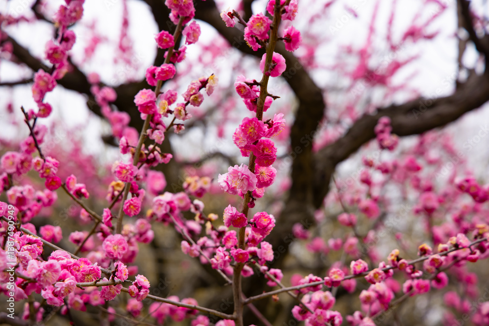 Bird on a branch with cherry blossoms or Sakura - Japan Bird on a branch with cherry blossoms or Sakura - Japan