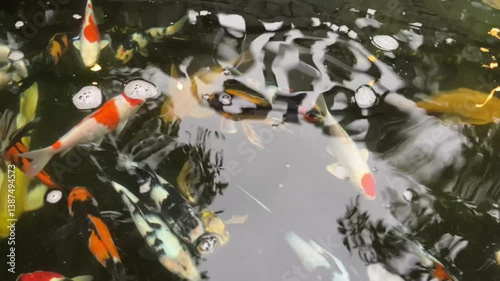 Colorful koi fish swimming in a clear pond. Beautiful ornamental fish with vibrant orange, white, black patterns. Underwater footage of koi in natural habitat